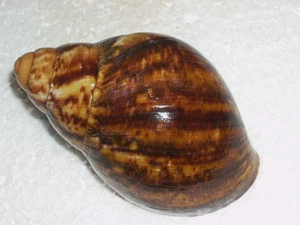 ARCHACHATINA MARGINATA OVUM WOOOOOW - Imagen 1 de 2