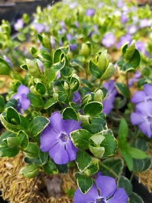 AZ.AGR.PURGATORIO Vinca minor variegata Ralph Shugert tappezzante da ombra