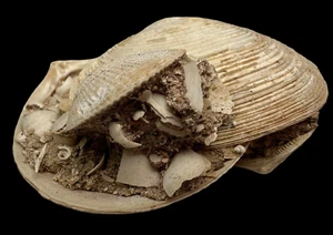 FOSSIL SHELL, MILTHA HAMPTONENSIS, AUSTRALIA F373 - Bild 1 von 7