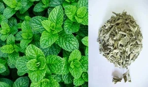 Hierbas saludables orgánicas seleccionadas a mano jardín hojas de menta calidad premium - Imagen 1 de 4