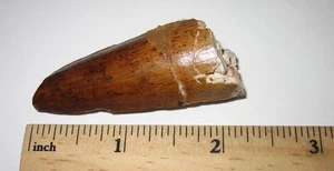 2.2" RARE NATURAL ROUGH MOSASAUR TOOTH FOSSIL FROM MOROCCO ~ 20grams - Picture 1 of 11