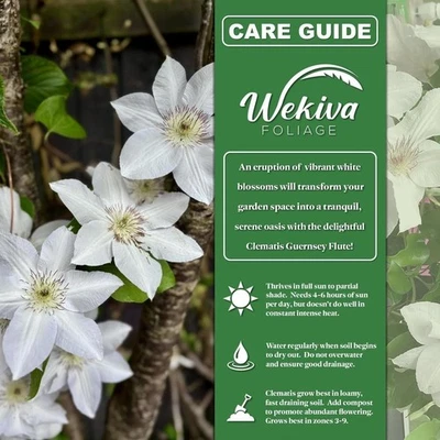 Flauta Clematis Guernsey - Plantas iniciadoras vivas en macetas de 2 pulgadas Foto 1 de 4