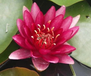 special petit bassin nenuphar nain rouge red plante nymphea pond - Photo 1/1