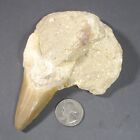 Fossil Shark Tooth In Matrix From Marocco Rock/Stone 5"X3.5" 22F