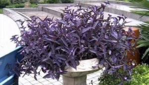Tradescantia pallida “Purpurea” cuttings x 3 Easy Growth - Picture 1 of 2