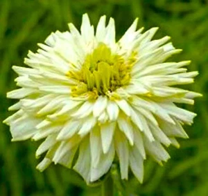 Beautiful White Giant Cactus Zinnia Seeds 100+ Seeds BUY 4 GET FREE  SHIPPING - Picture 1 of 1