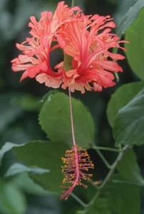15+ Seeds Hibiscus ‘Japanese Lantern  house plant  garden flowers - Picture 1 of 3