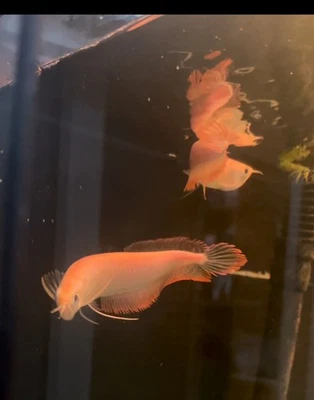 arowana plata albino 5-7 pulgadas  Foto 1 de 3