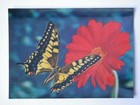 LENTICULAR 3D Japan TOPPAN 158  vintage post card FARFALLA BUTTERFLY *