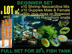 LOT of GUPPY TROPICAL FISH, Shrimp, Snails, Fish food, All in one