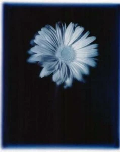 Galerie des Fleurs (Gerbera Daisy) Art Print Poster  16058   16 X 20  NOS - Picture 1 of 1