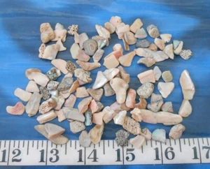 ~ Natural Abalone Shell Chips ~ 100 Light Mix ~Shellcraft~ Sailor's Valentines ~ - Picture 1 of 5