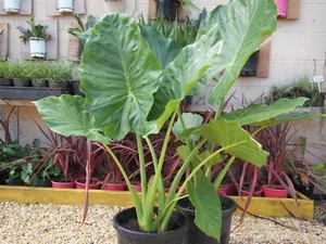 Plants - Elephant Ears 300mm pots approx. 1.2-1.5m hgt $68.00ea - Picture 1 of 5