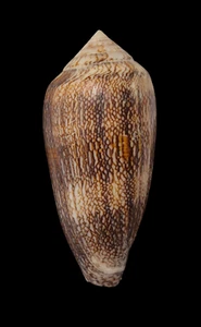 Muschel CONUS CHOLMONDELEYI Tanzania 62,8 mm - Bild 1 von 5
