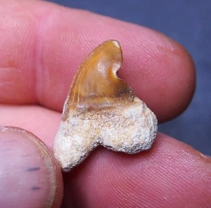 Pathologisch deformierter Krankheitsdefekt Haizahn Zähne Fossil Raubtier Dino 1 - Bild 1 von 6