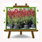 Photinia Fraseri Red Robin Pflanze Ab Hecke Hhe: 110 ~ 130 CM Vase 24/26 CM