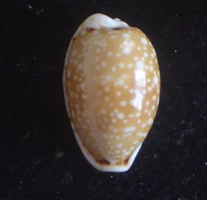 seashell Cypraea labrolineada 21-25 mm gema/F++ - Imagen 1 de 3