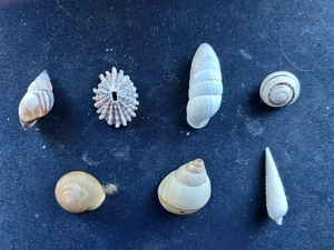 #14 Lot of 7 attractive small size approx. 15-30mm land & sea snail shells - Picture 1 of 2