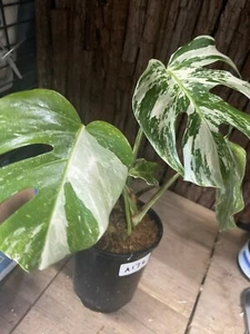Variegated Monstera Albo- Rare Plant Collections - Picture 1 of 11