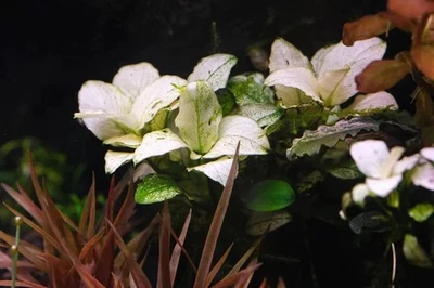 Anubias White Rose Live Aquarium Plants BUY 2 GET 1 FREE - Image 1 of 4