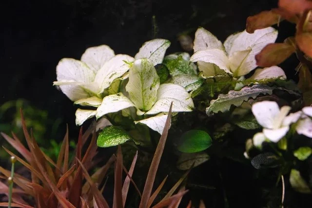 Anubias White Rose Live Aquarium Plants BUY 2 GET 1 FREE - Image 1 of 4