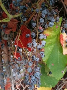 30 Wild Grape Seeds Natural - Vitis Californica - 2024 Crop - Free Shipping - Picture 1 of 6