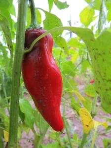 Nambe chile - del Nambé Halloweenge Pueblo - Imagen 1 de 1