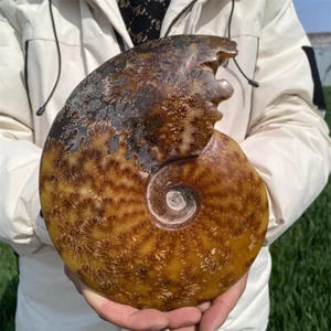 1.73kg Natural Ammonite Fossil Reiki Crystal Specimen Mineral Decor Crystal Gift - Picture 1 of 11