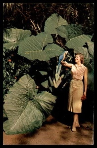 Postcard Tropical Elegance, McKee Jungle Gardens, Vero Beach, FL POSTED 1960 - Picture 1 of 2