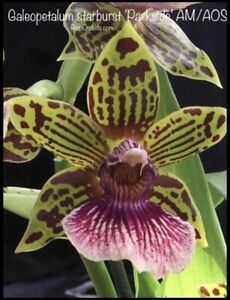 Gptm. Starburst ‘Parkside’ Zygopetalum Orchid Fragrant Clearance Markdown