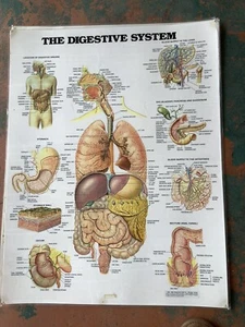 VINTAGE MEDICAL ANATOMICAL CHART THE DIGESTIVE SYSTEM 1986 - Picture 1 of 2