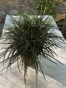 Mondo Grass (Ophiopogon japonicus) Not to California! - Picture 1 of 6