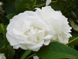Strauchrose Rose Schneewittchen® duftend 7 L Container - Bild 1 von 2