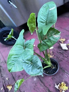 Syngonium Pink Splash, Variegated - Picture 1 of 3