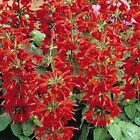 Salvia Coccinea- Scarlet Sage- 200 Seed- BOGO 50% off SALE