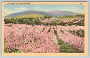 Linen Postcard California Orchards in Bloom - Picture 1 of 2