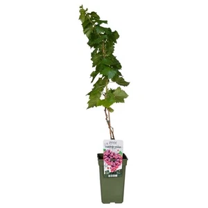 Vitis Pixie Cabernet Franc Mini Weinrebe Zwergweinrebe 50-70cm Topfpflanze - Bild 1 von 1