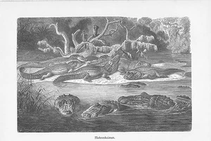 Mohrenkaiman Melanosuchus niger Holzstich von 1912 Schwarzer kaiman - Bild 1 von 1