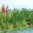 Busch HO Scale Cattails/Bulrush Water Plants Scenery Kit - 120-Pack