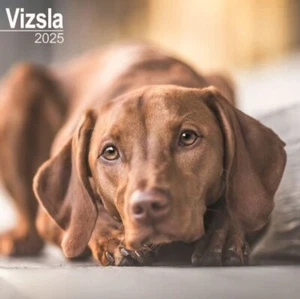 Vizsla Kalender 2025 - Quadratischer Wandkalender - Bild 1 von 1