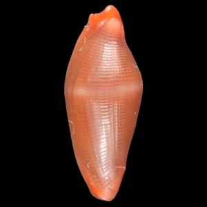 CRENAVOLVA TRAILLII Purple (Bohol Isl., Philippines) 8.6mm #44839 - Picture 1 of 3