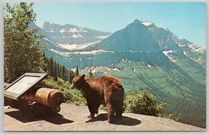 Glacier National Park Montana Vintage Postcar Brown Bear - Bild 1 von 2