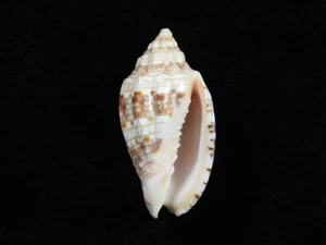 Sea shell Voluta kotorai 51,9 mm ID #7330 - Imagen 1 de 4