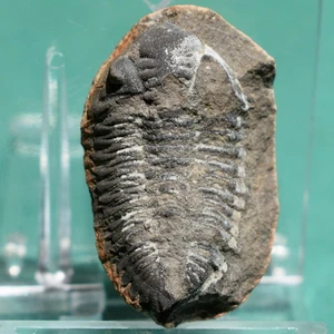 Trilobite, Eldredgeia venustus, Devonian period, Bolivian Fossils - Picture 1 of 9