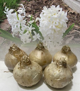 L'INNOCENCE GARDEN BEDDING HYACINTH BULBS WHITE OUTDOOR PERENNIAL - Picture 1 of 9