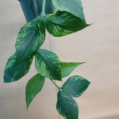 Hoya Fishtail (Hoya polyneura) – Rare Tropical Houseplant in 4” Pot – Live Plant - Image 1 of 4