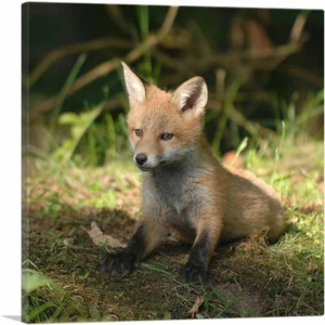 ARTCANVAS Little Fox in Forest Home Decor Canvas Art Print - Picture 1 of 11