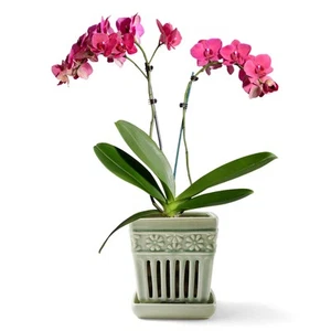 Orchid Pots with Holes | 5" Ceramic Orchid Planter with Separate Saucer and Drai - Picture 1 of 6
