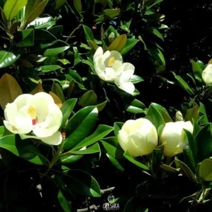 Magnolia grandiflora 5 PCS fresh seeds, Southern magnolia seeds, Bull bay - Bild 1 von 8