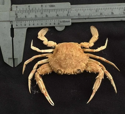 CRABS/Deep sea crab species preserved dried crabs - Image 1 of 2